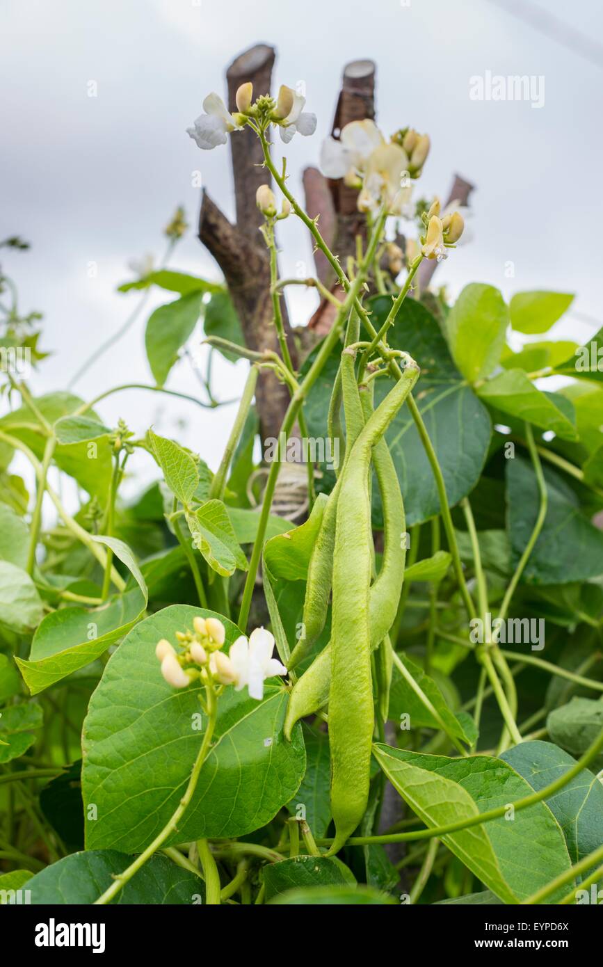 Phaseolus coccineus, runner bean, 'equator' pods and flowers growing up hazel pole wigwam. Stock Photo