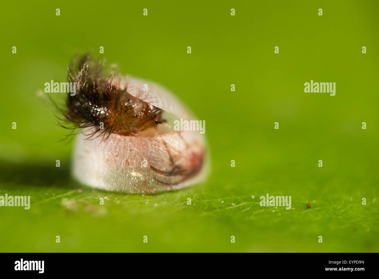 Blue morpho butterfly egg hires stock photography and images Alamy