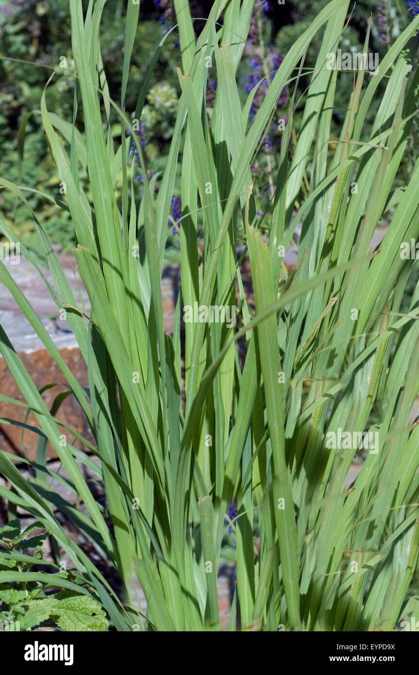 Zitronengras Samen Winterhart Mehrjhrig  50 Stck Cymbopogon Citratus  Krutersamen Fr Garten & Balkon