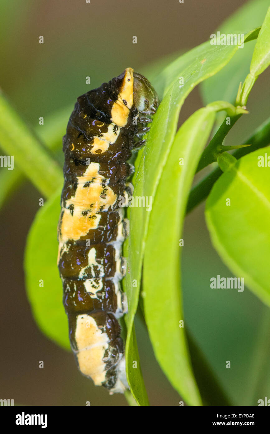 A larva of the Queen Swallowtail butterfly Stock Photo - Alamy