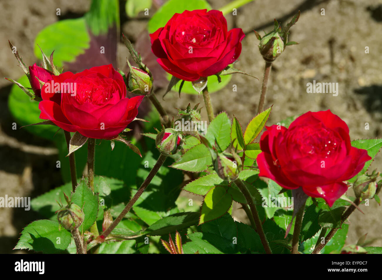 Vibrant red roses blooming in hi-res stock photography and images - Alamy