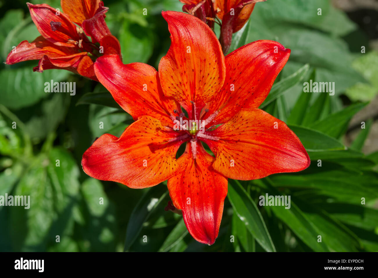Red lily flowers blooming in the garden. Stock Photo