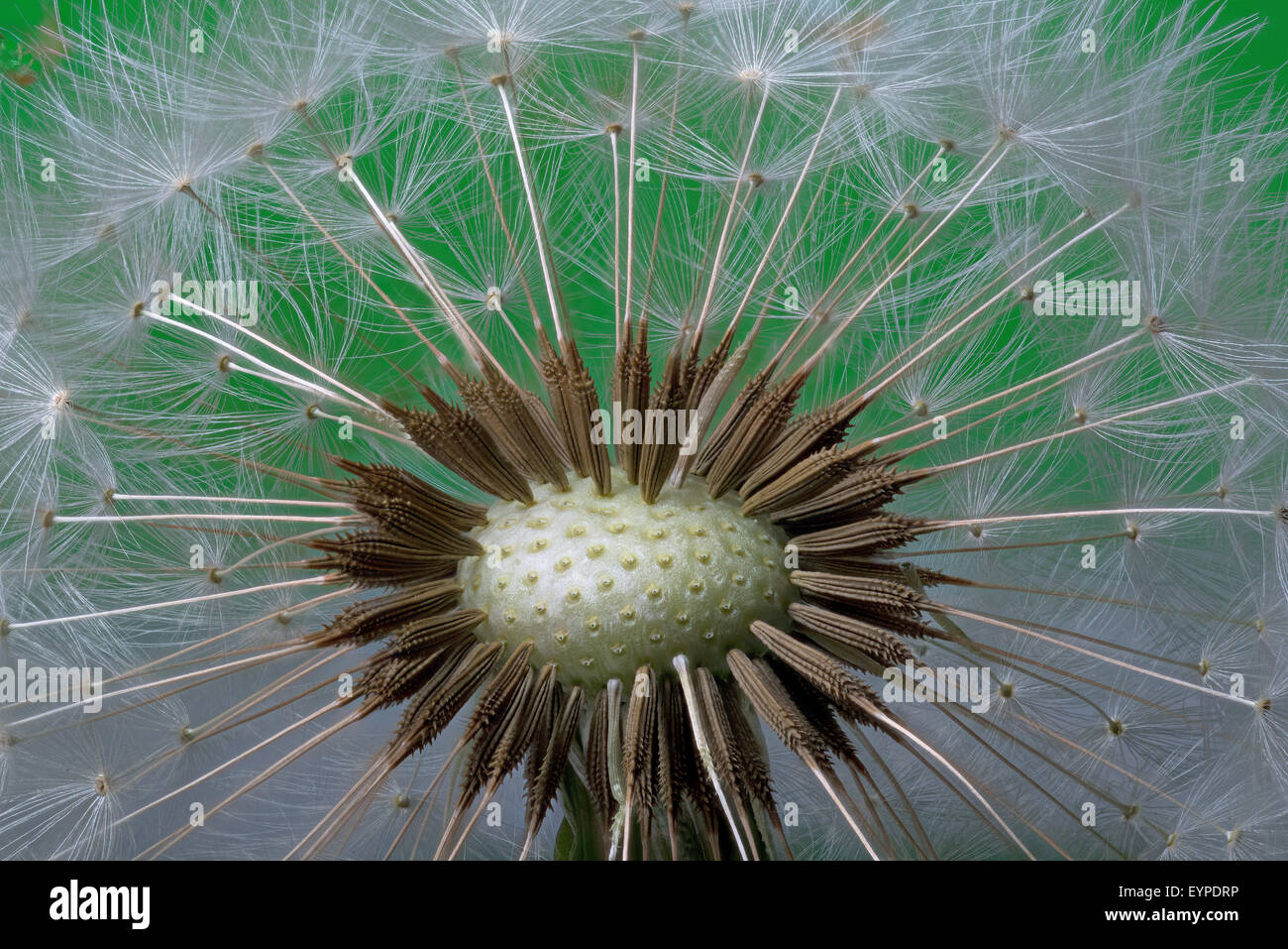 Dandelion head and seeds. Stock Photo