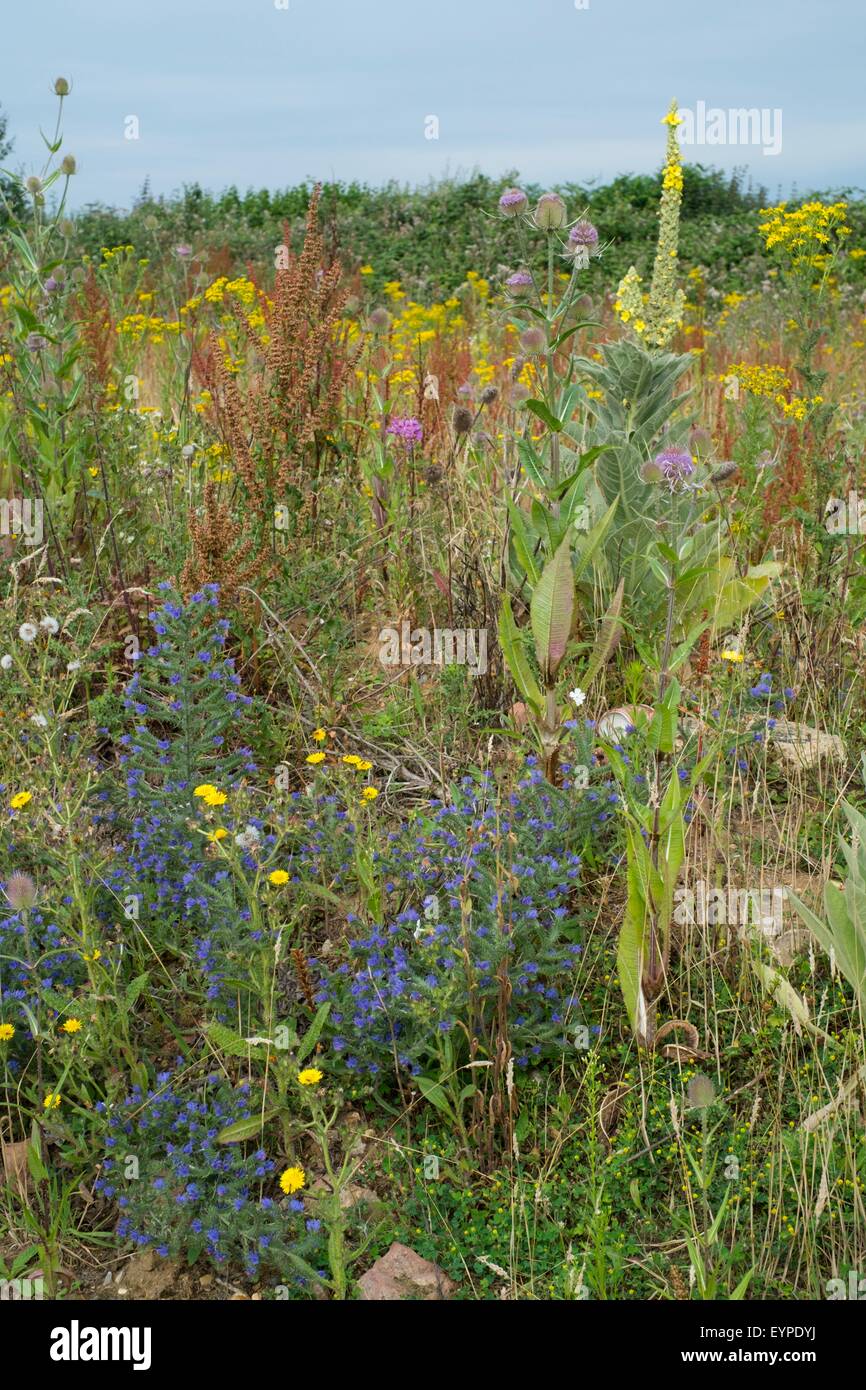 Wasteland on industrial estate with wildflowers including Ragwort - Senecio jacobaea, Teasel - Dipsacus fullonum, and Echium vul Stock Photo
