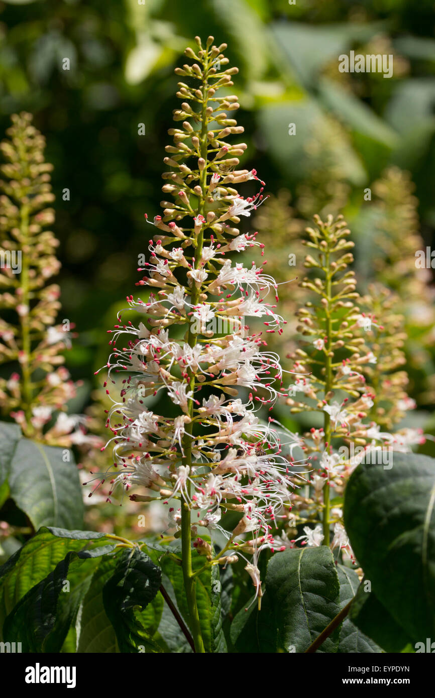 Flowers of the late summer blooming, shrubby horse chestnut, Aesculus parviflora Stock Photo
