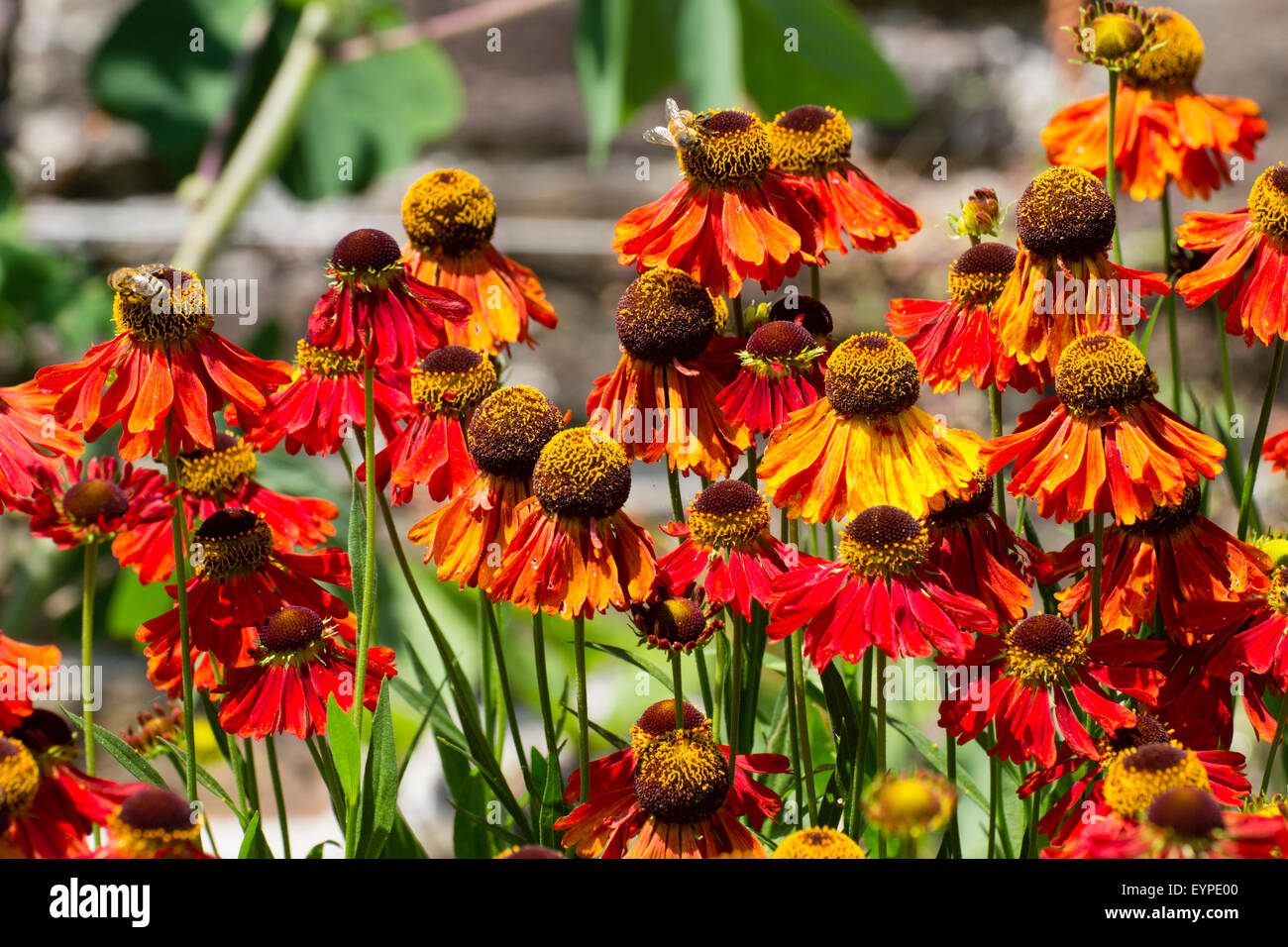 Bright July flowers of the sneezeweed, Helenium 'Moerheim Beauty' Stock Photo