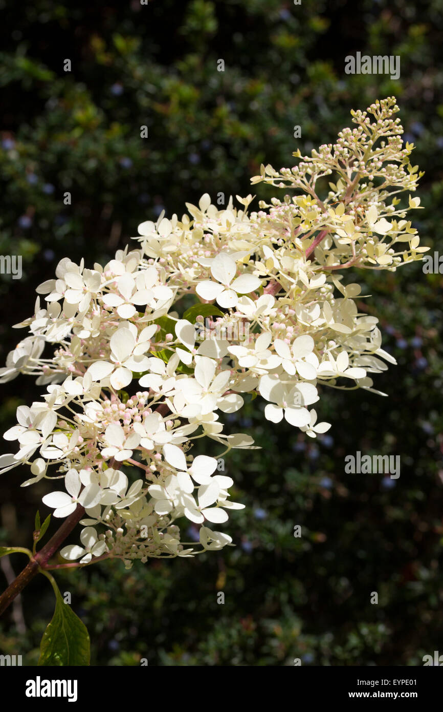 Creamy white sterile flowers of the later summer flowering Hydrangea paniculata 'Phantom' Stock Photo