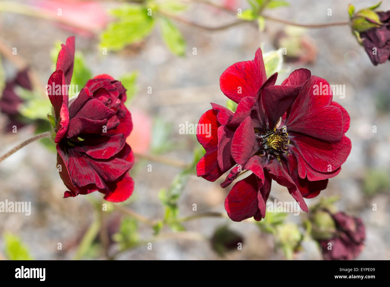 Front and side view of the low growing perennial, Potentilla x cultorum 'Volcan' Stock Photo