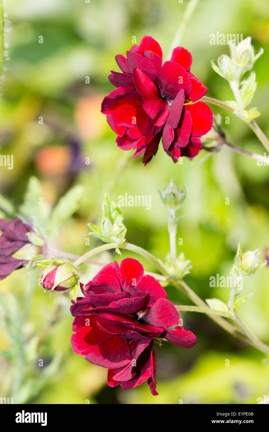 Double flowers of the low growing perennial, Potentilla x cultorum 'Volcan' Stock Photo