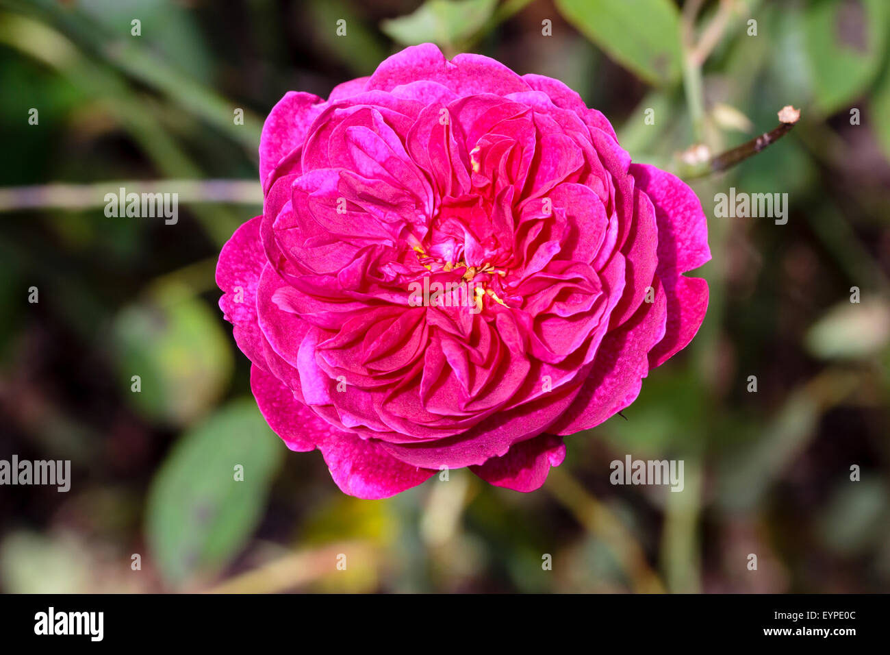 Flower of the David Austin bred English rose, 'Darcy Bussell' Stock Photo