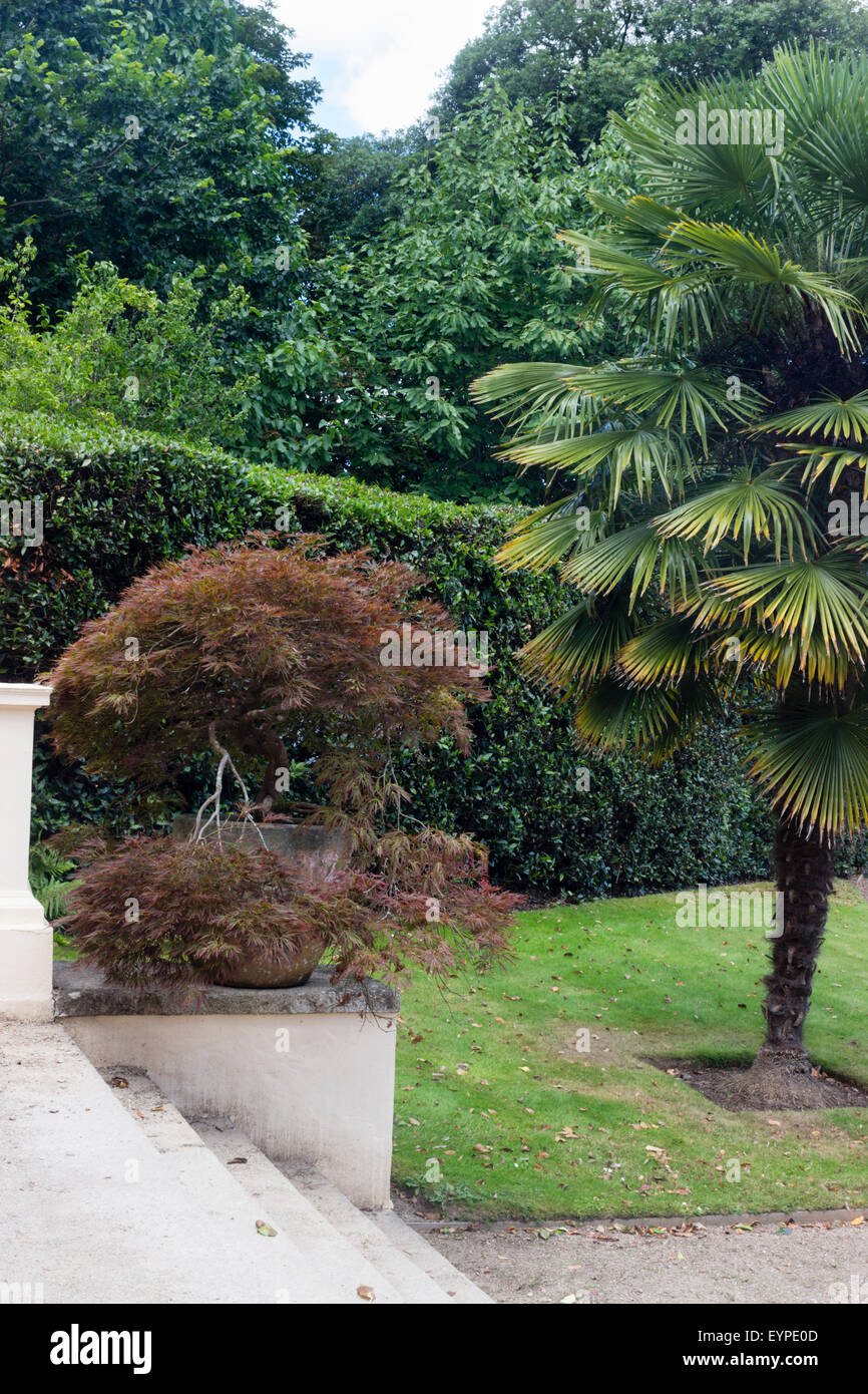 Bronze Japanese maple sits in a pot in the Italian garden at Mount Edgcumbe, Cornwall.  Trachycarpus fortunei alongside. Stock Photo