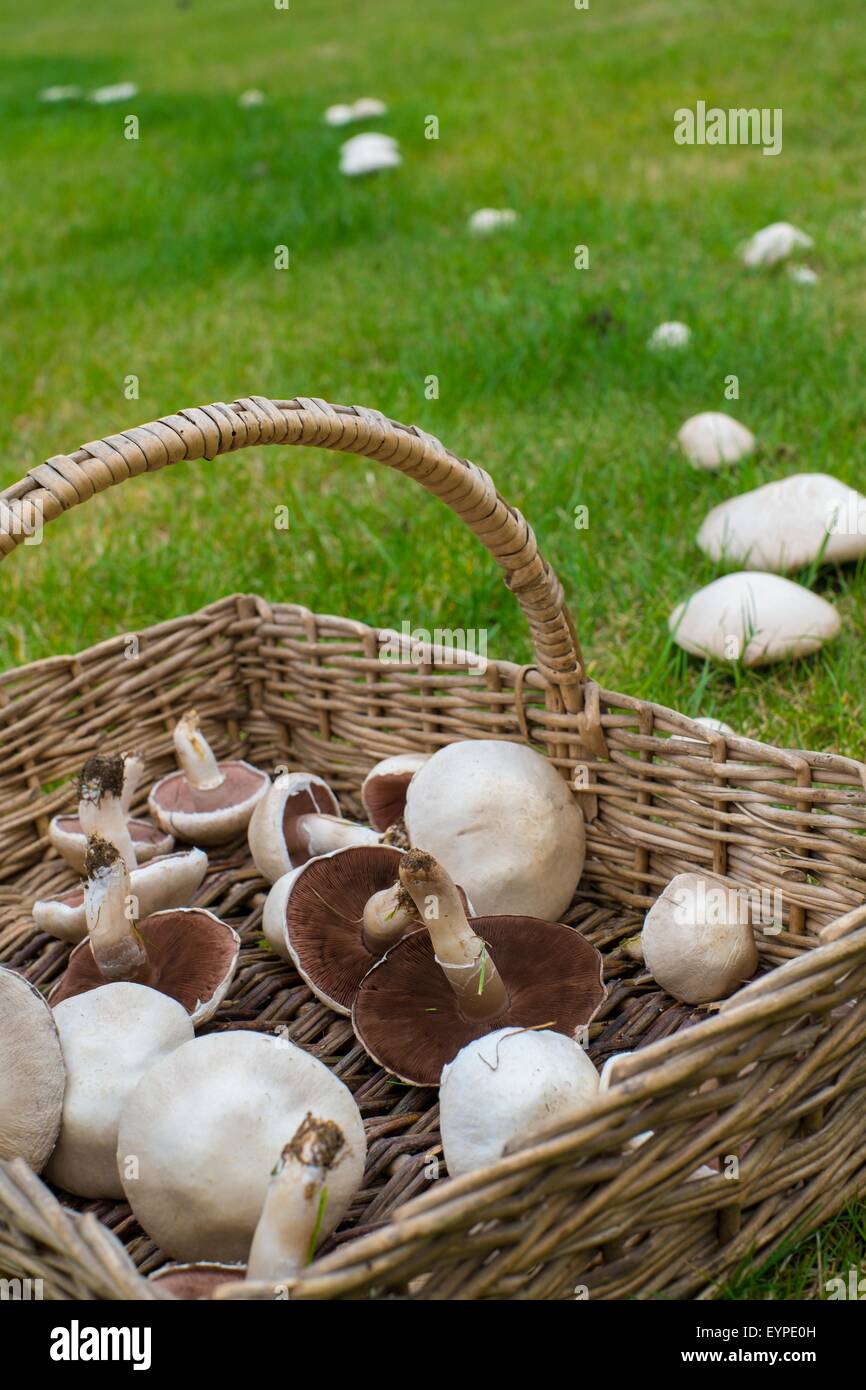 Agaricus campestris - field mushroom or meadow mushroom. Wicker trug with freshly picked specimens. Stock Photo