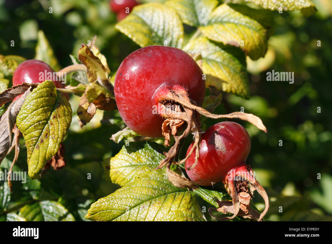 Wild Rose Hips Berries Fruit Stock Photo