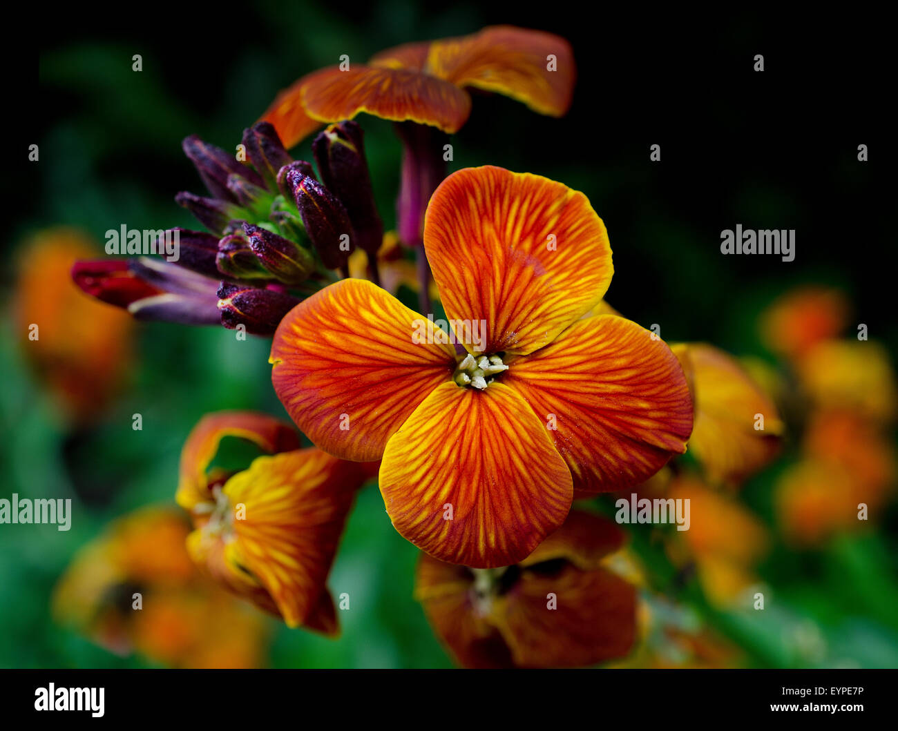 Yellow Wallflower (Erysimum cheiri (L.) Stock Photo