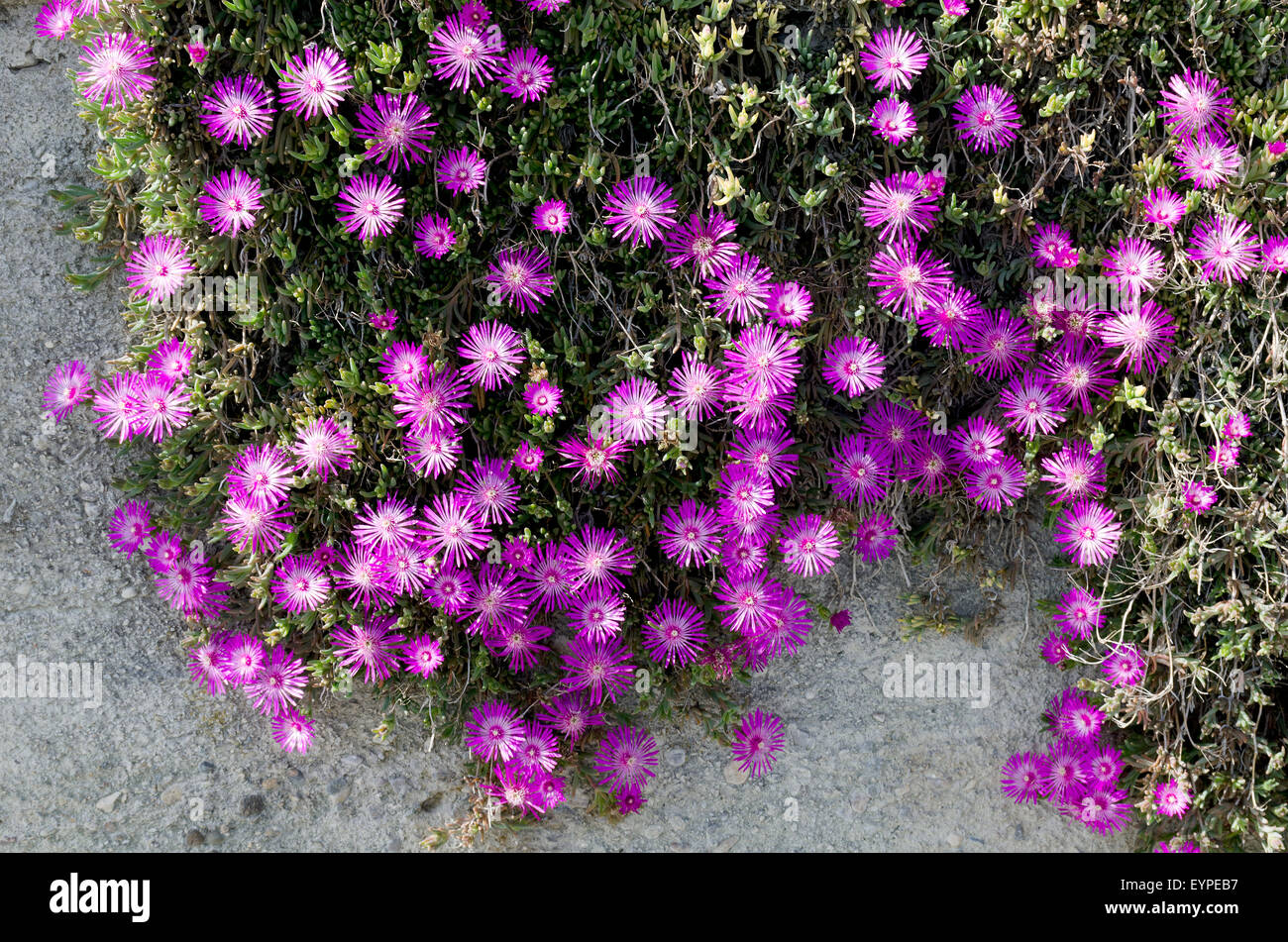 Mesembryanthemum flowers. Stock Photo