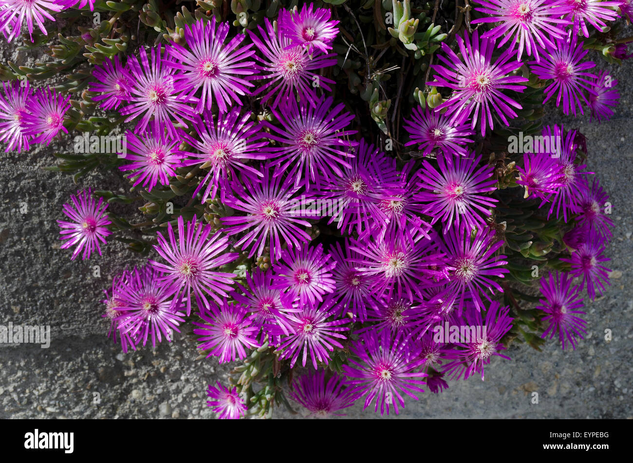 Mesembryanthemum, flowers. Stock Photo