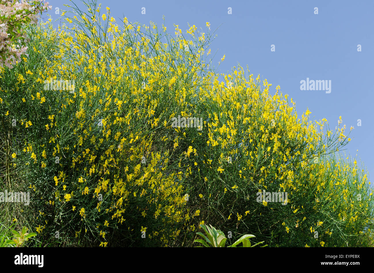 Broom flower hi-res stock photography and images - Alamy