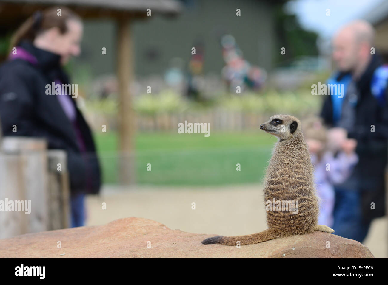 Meerkat at Yorkshire Wildlife Park, Doncaster, South Yorkshire, UK. Picture: Scott Bairstow/Alamy Stock Photo