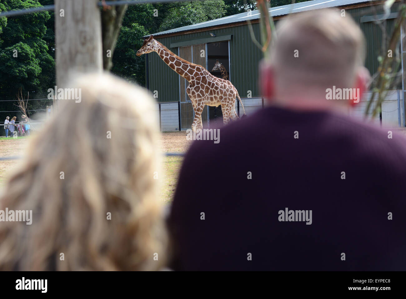 Visitors watching a giraffe at Yorkshire Wildlife Park, Doncaster, South Yorkshire, UK. Picture: Scott Bairstow/Alamy Stock Photo