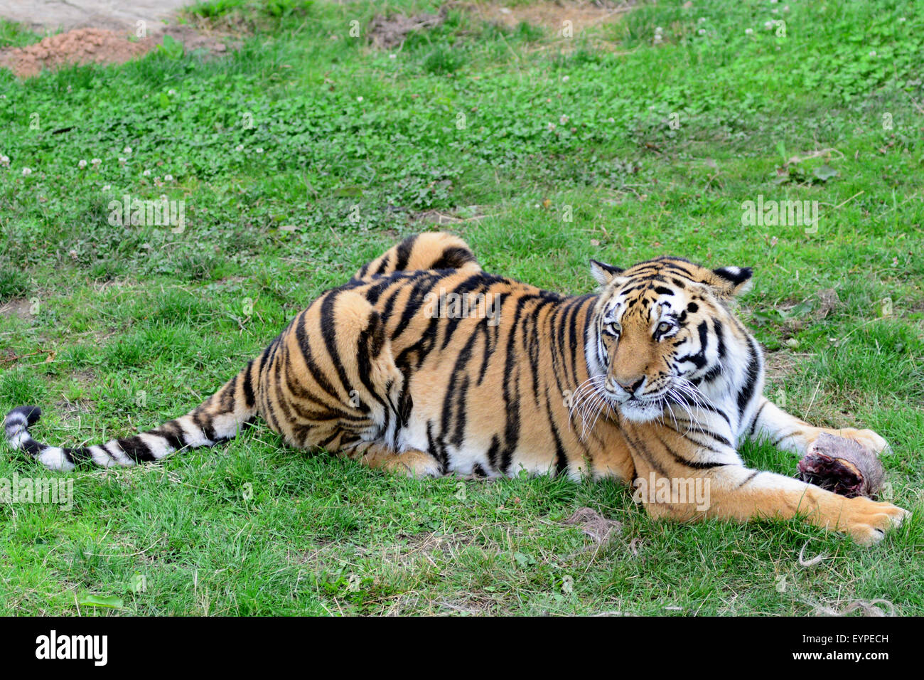 Yorkshire wildlife park tiger hi-res stock photography and images - Alamy