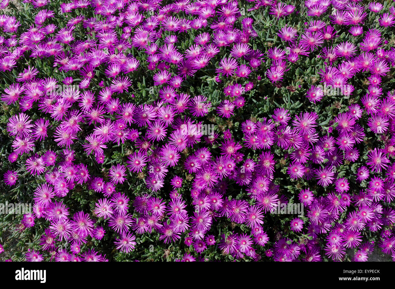 Mesembryanthemum flowers. Stock Photo