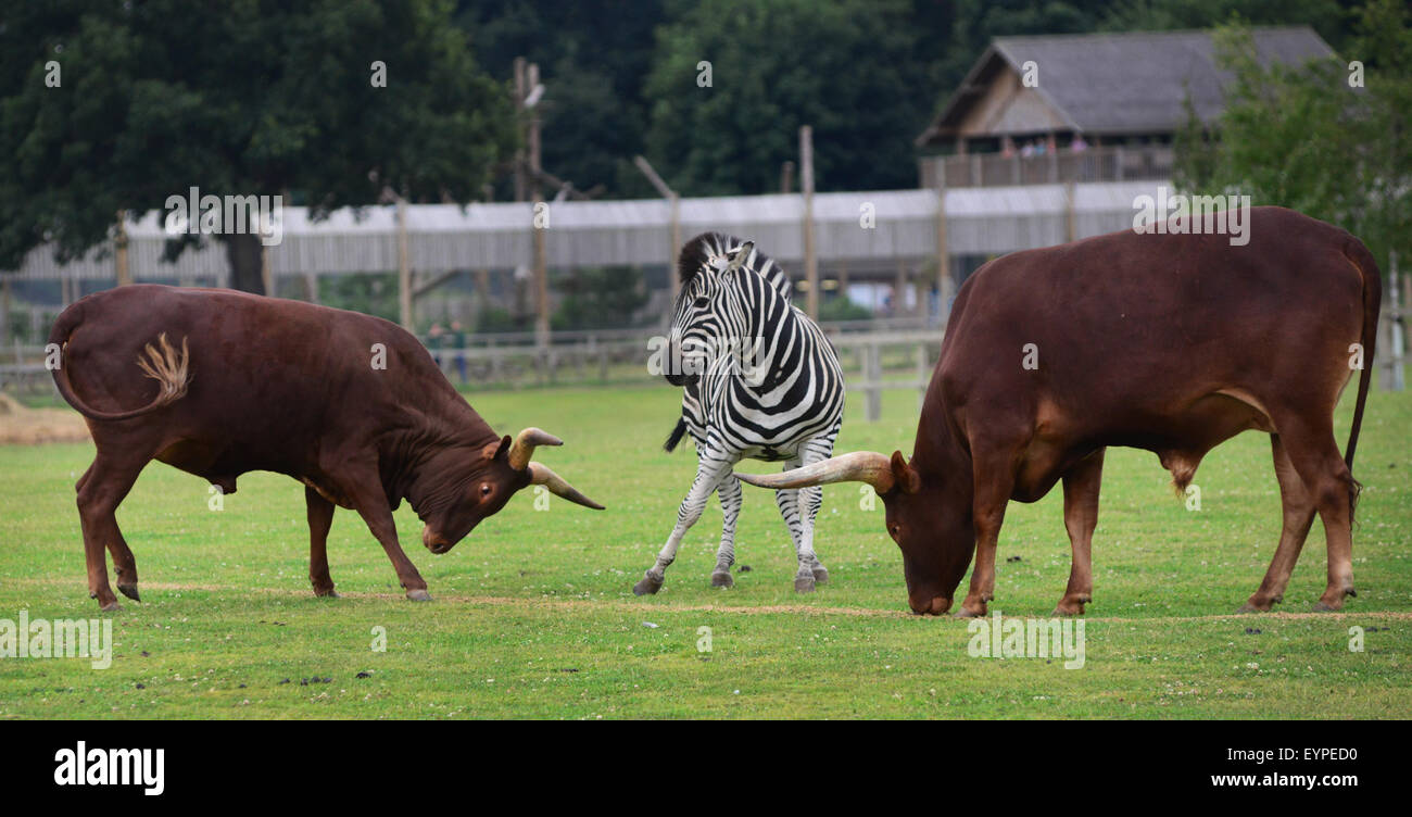 Cattle and zebra at Yorkshire Wildlife Park, Doncaster, South Yorkshire, UK. Picture: Scott Bairstow/Alamy Stock Photo