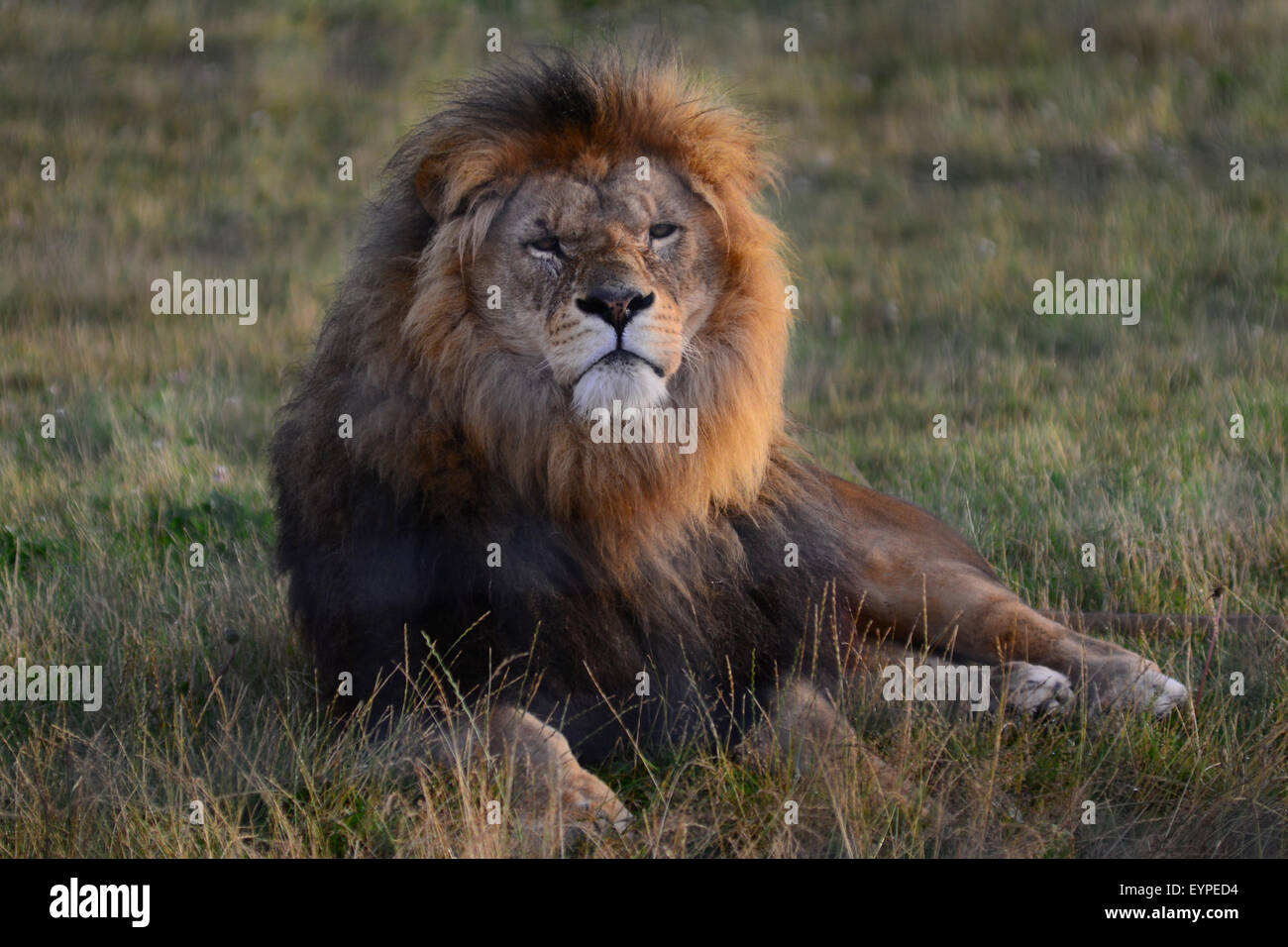 Yorkshire wildlife park lion hi-res stock photography and images - Alamy