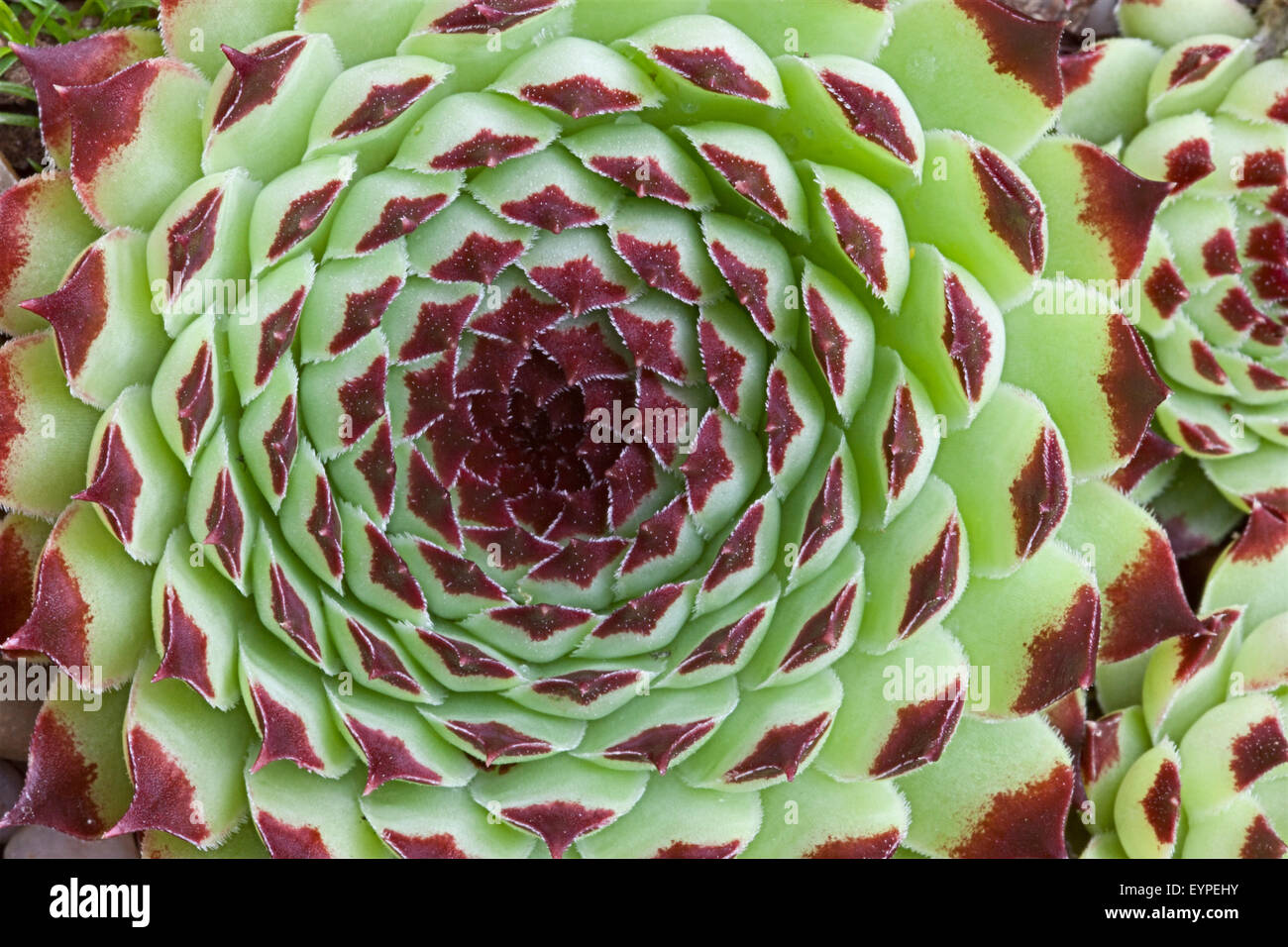 12+ House Leek Plant