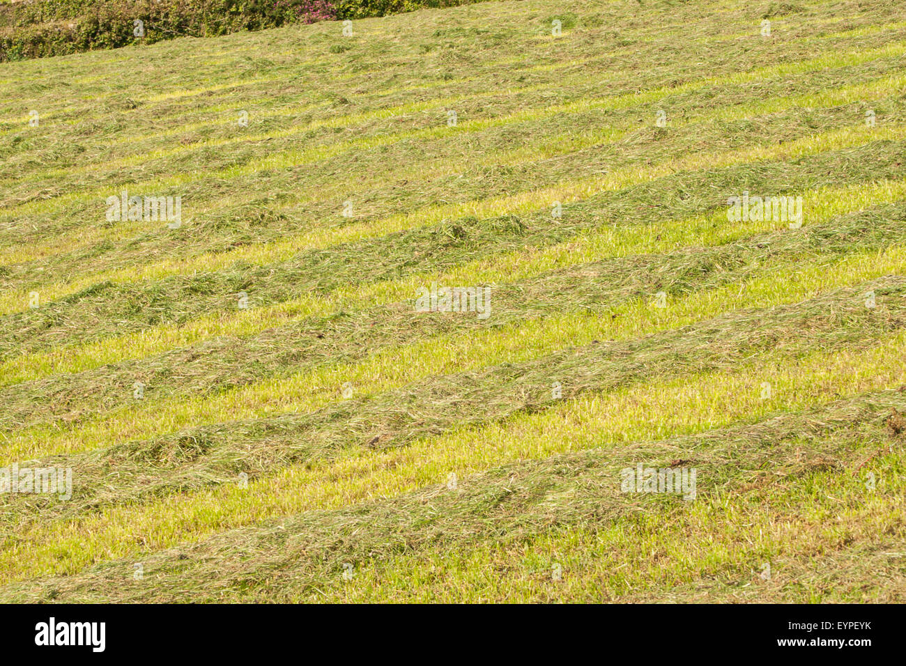 Haymaking make hay making hi-res stock photography and images - Alamy