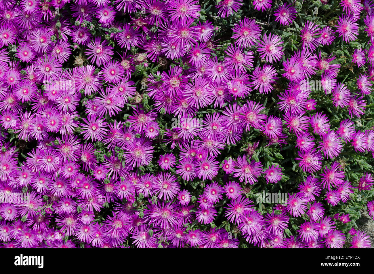 Mesembryanthemum flowers Stock Photo