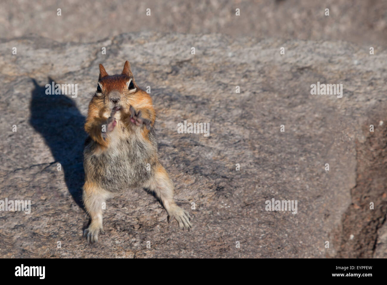 Think, that Chubby chipmunk deadwood sd something That Chubby chipmunk deadwood sd will