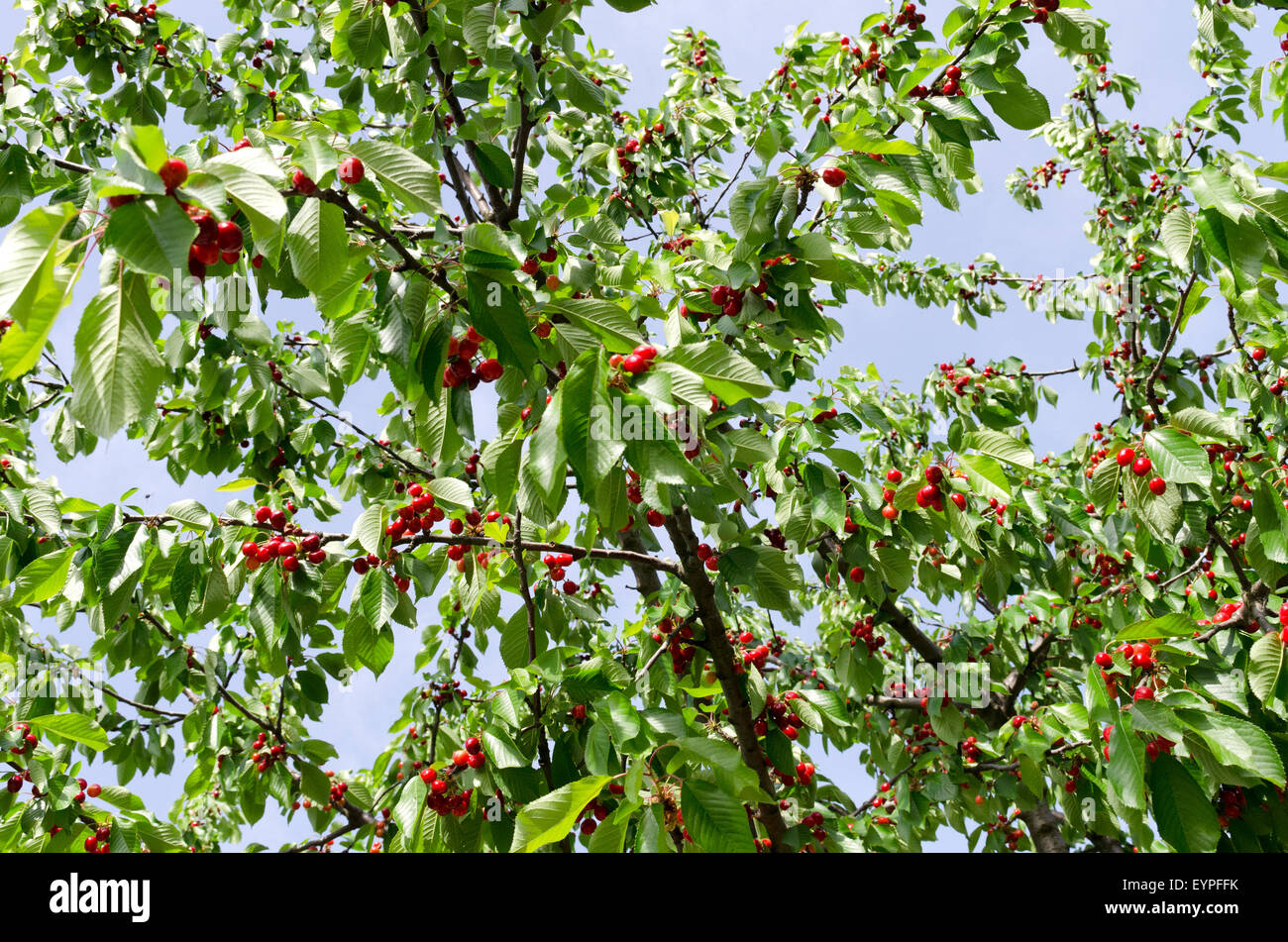Branches of cherries Stock Photo