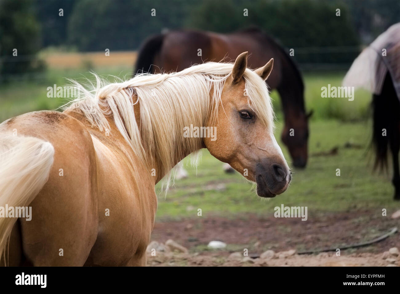 Golden Palomino with head turned to look at photographer. Rear view. Stock Photo