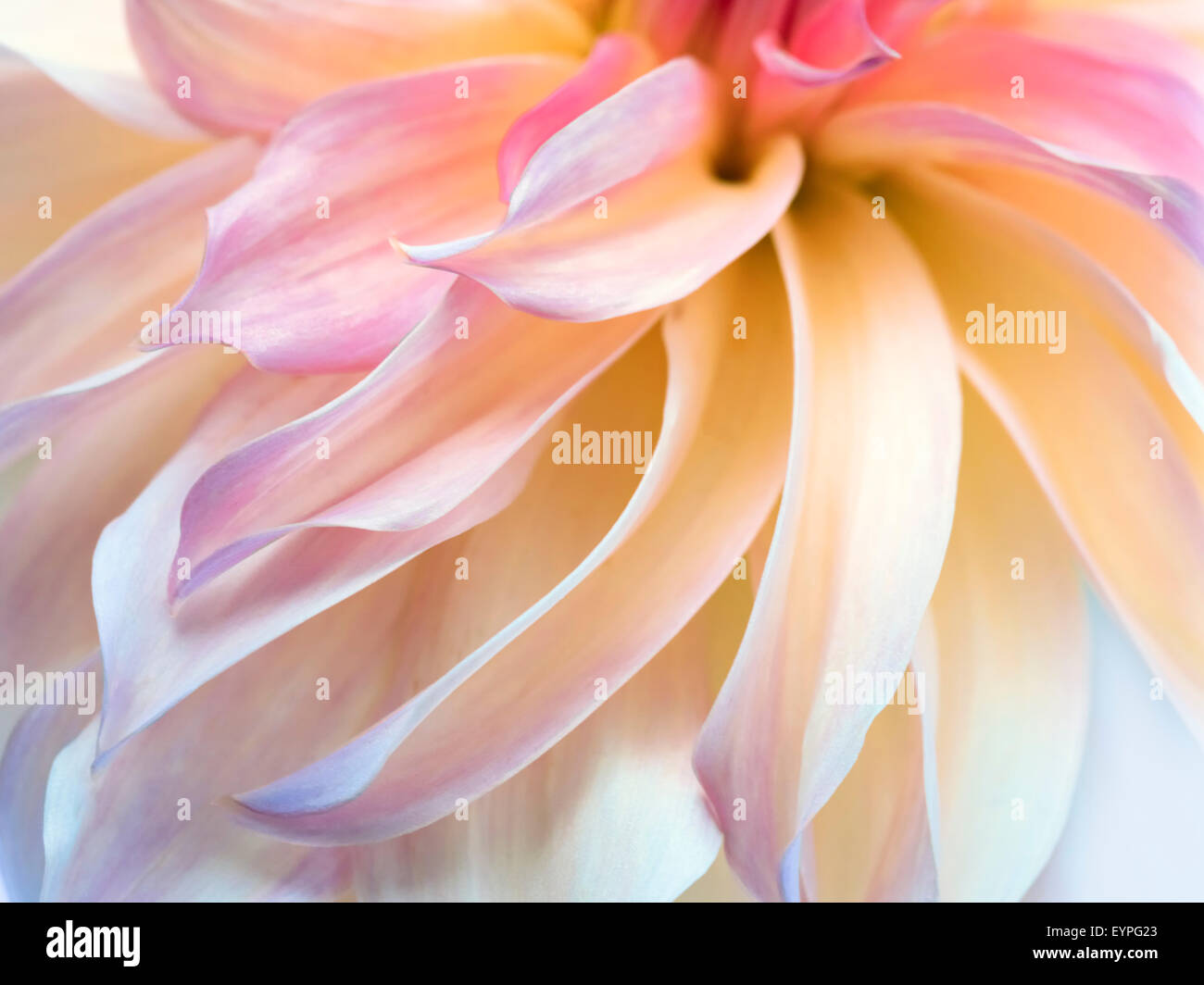 Delicate Dahlia petals diagonally across the image.  Light yellow fades to pink Stock Photo