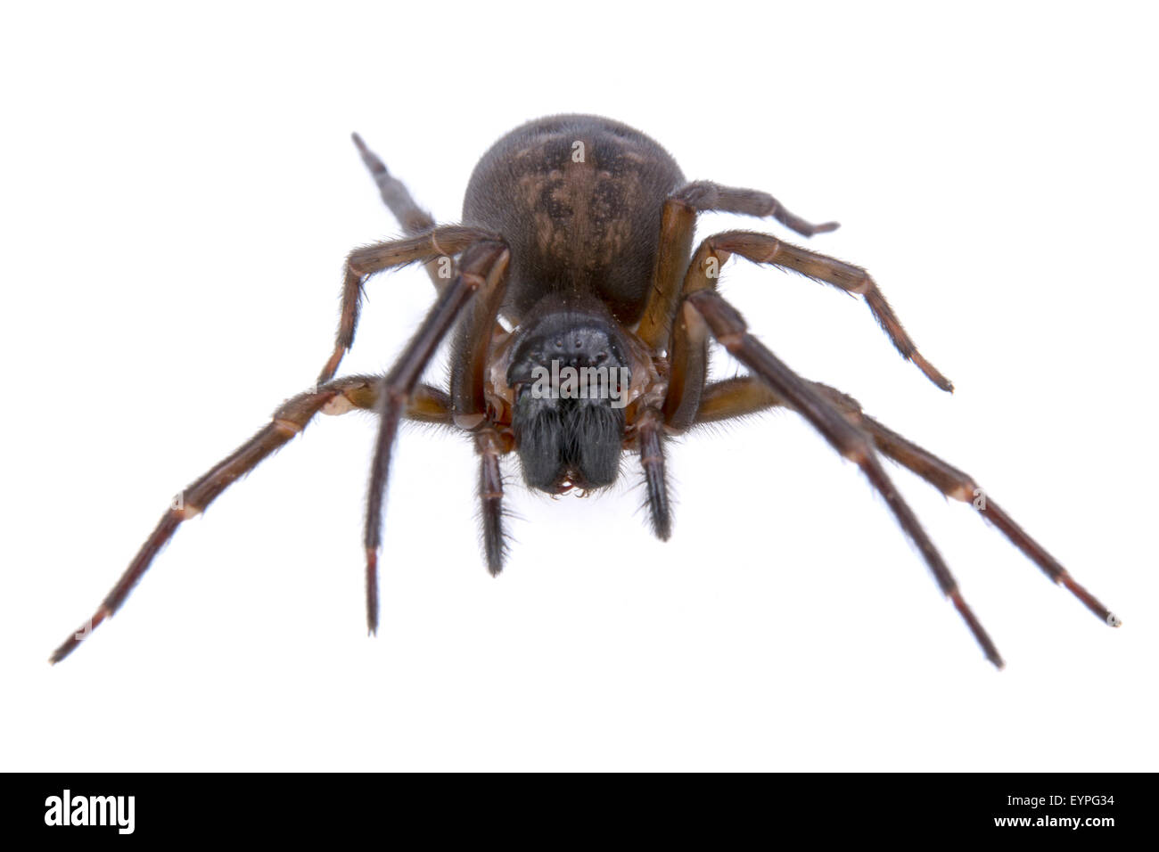 Dark brown spider isolated on a white background Stock Photo