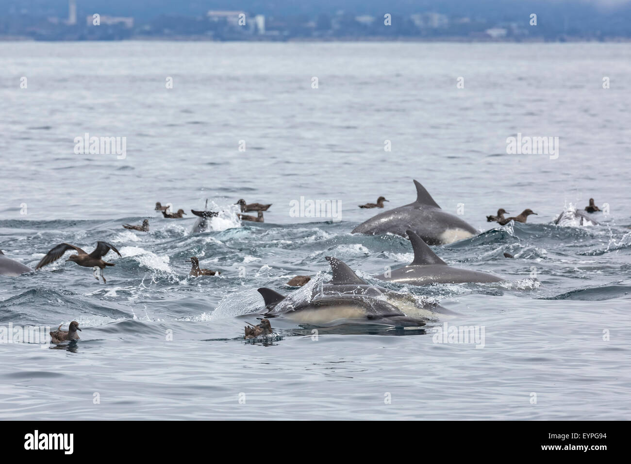 Dolphin looking at the camera swims with Sooty Shearwater birds off the coast of Santa Barbara, California. Stock Photo