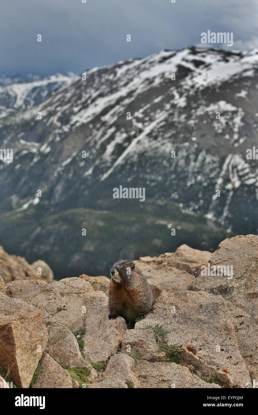 A marmot amongst rocks at Rocky Mountain National Park. Stock Photo