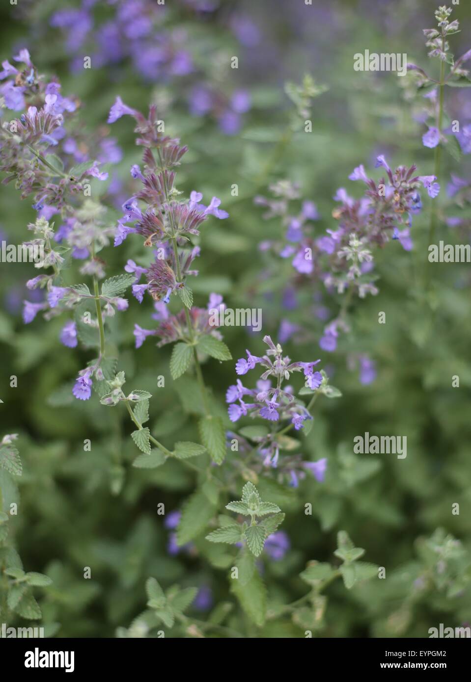 A close up of catmint flower Stock Photo Alamy