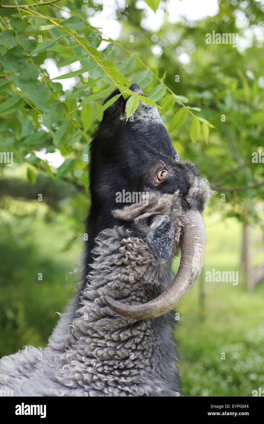 A goat reaching up into a tree to eat leaves. Stock Photo