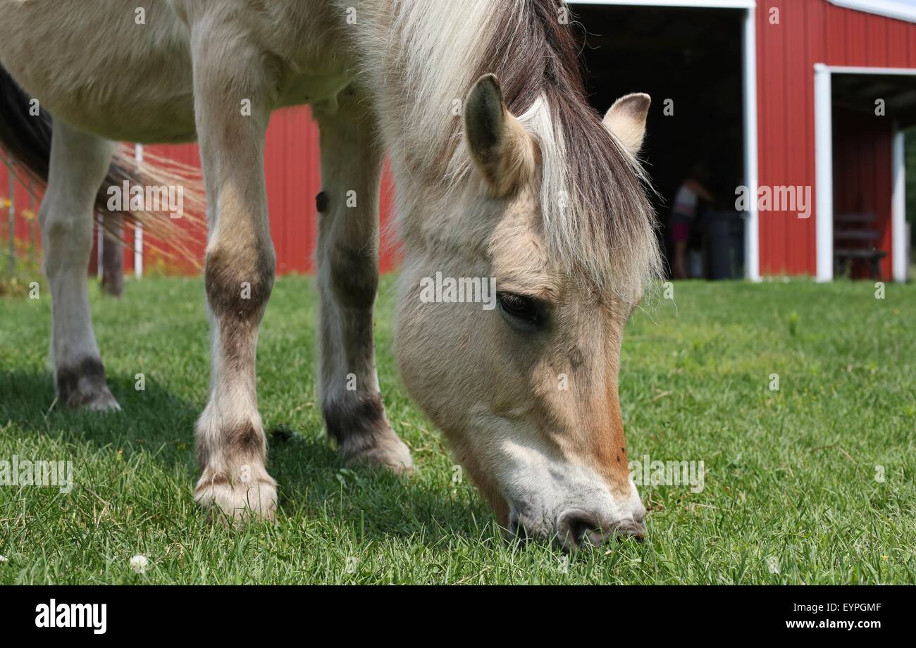 A draft horse grazing on green grass. Stock Photo