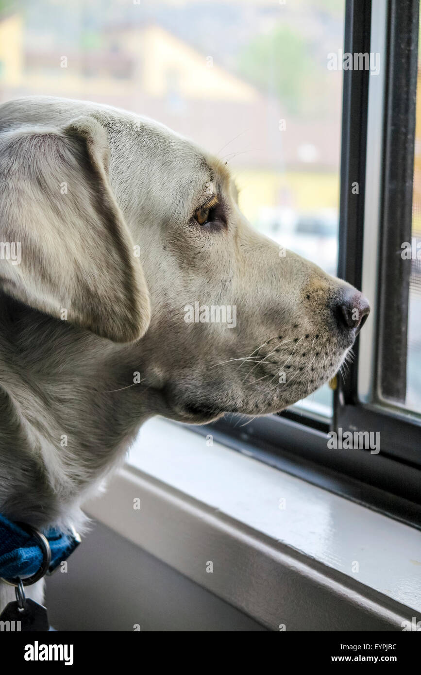 A young white Labrador retriever in a chair, watching the people and activity outside his Motel room in June Lake California Stock Photo