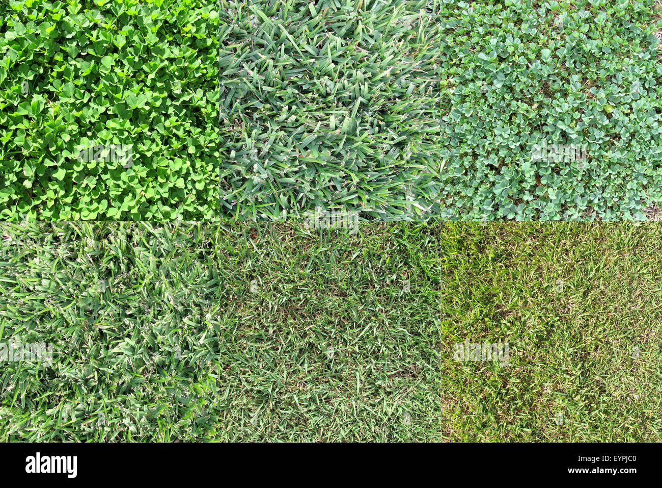 Normal Grss Types Various Grass Types Stock Photo - Alamy