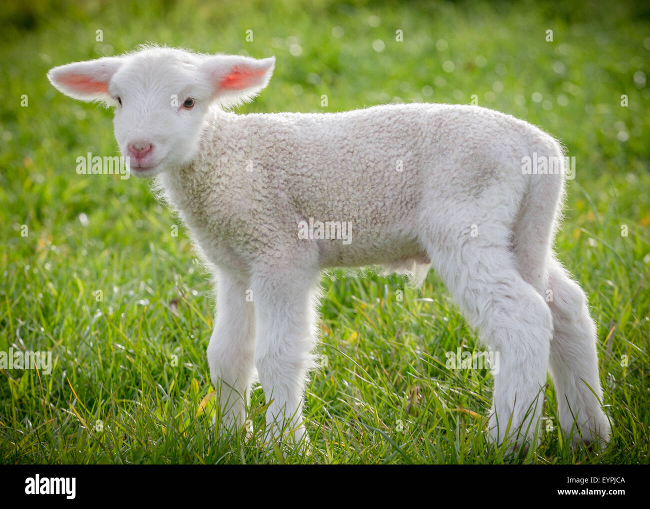 a young white lamb in a field of grass Stock Photo