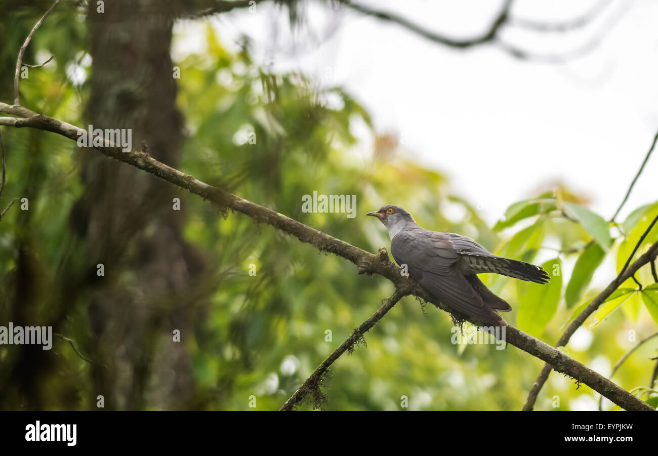 Eurasian cuckoo, Cuculus canorus, perched on a tree branch with copy space Stock Photo