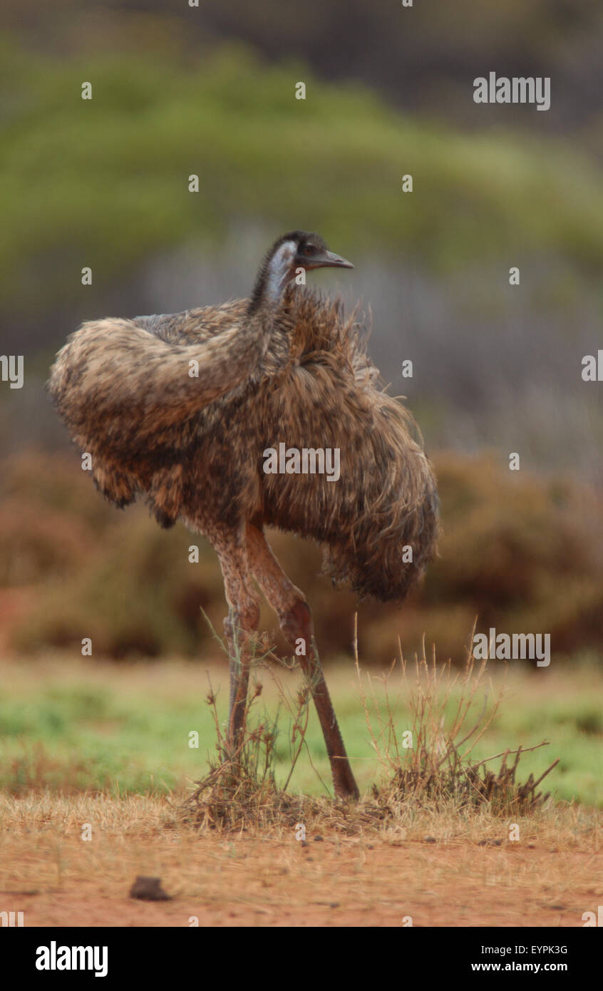 Close-up of an Australian emu (Dromaius novaehollandiae), outback Western Australia Stock Photo