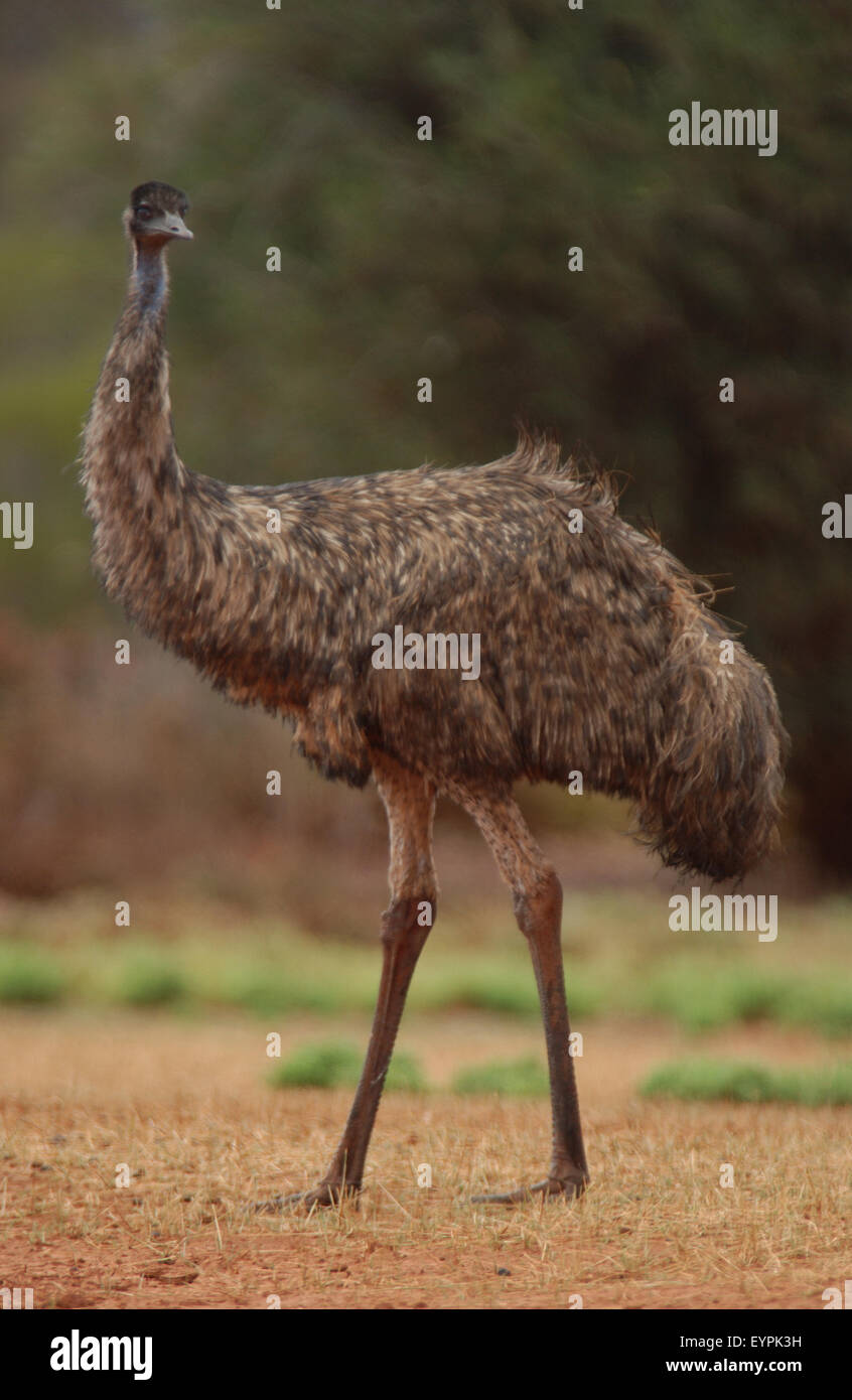 Close-up of an Australian emu (Dromaius novaehollandiae), outback Western Australia Stock Photo