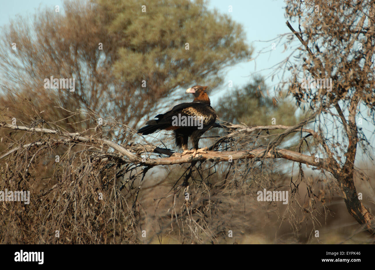 Wedge tailed eagle hi-res stock photography and images - Alamy