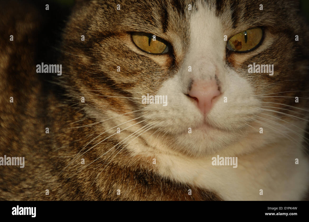 Close-up of a domestic cat (Felix catus) Stock Photo