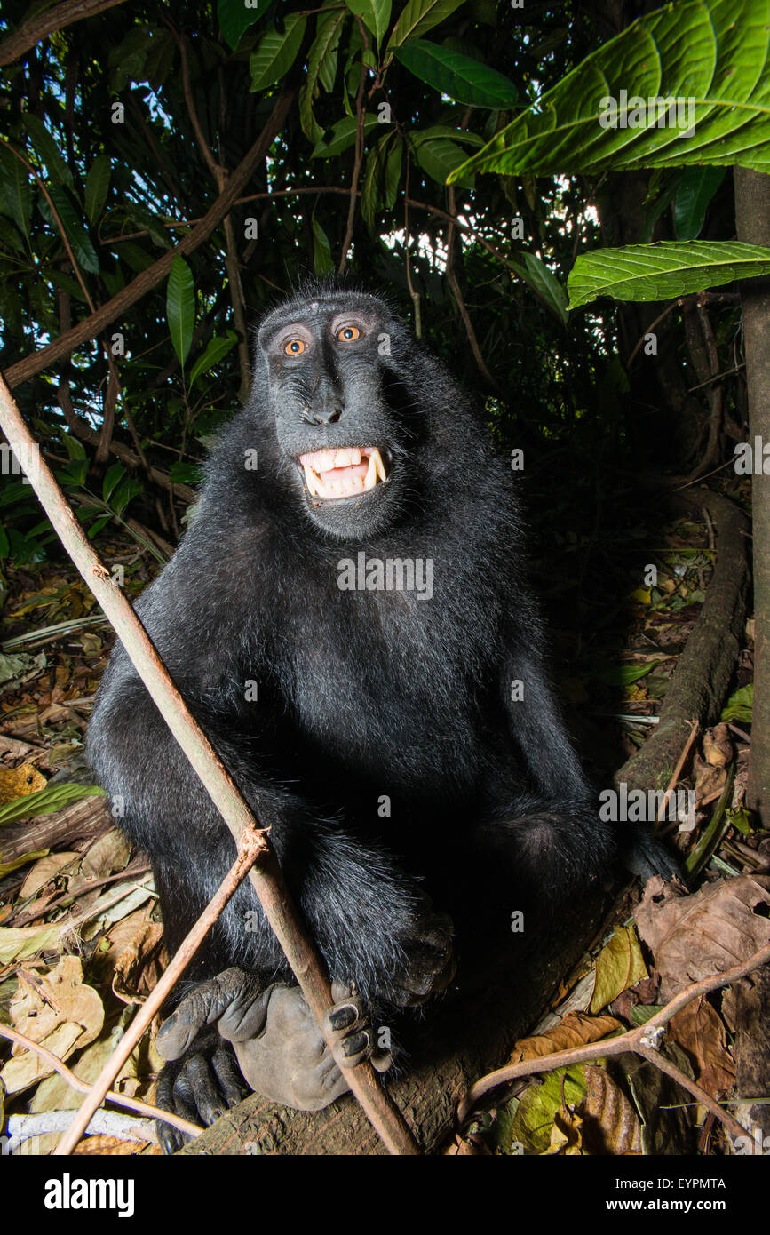 A Celebes black crested macaque from north sulawesi shows its teeth to manifest that it is uncomfortable Stock Photo