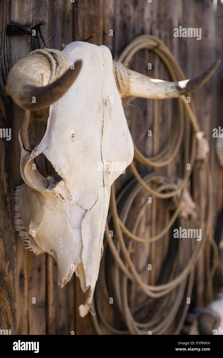 Weathered cow skull hangs with lariats on wood fence or wall Stock Photo